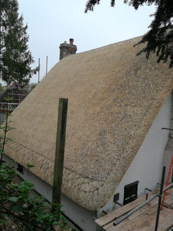 Close-up of combed wheat reed — texture and layering detail